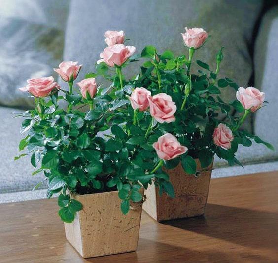 rosas-en-macetas