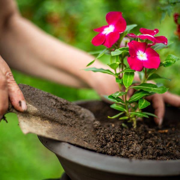 Cómo hacer que tus plantas florezcan por más tiempo Secretos para un jardín exuberante