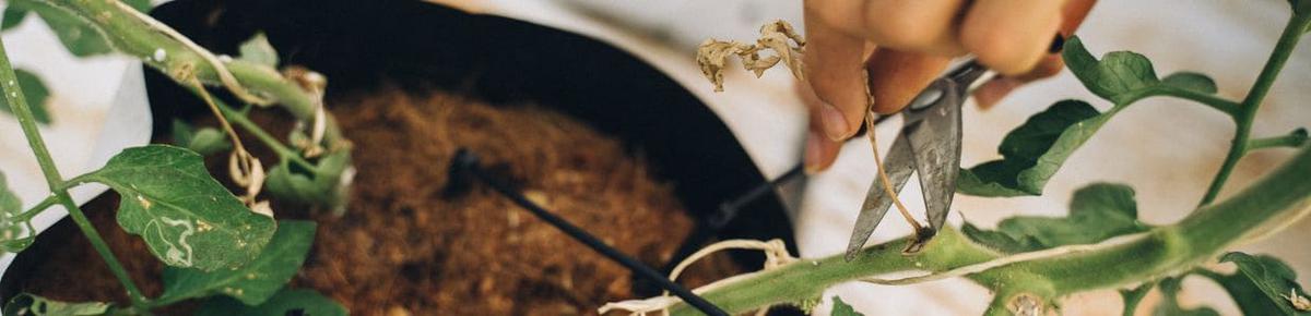 Suelo sano la base de un florecimiento duradero