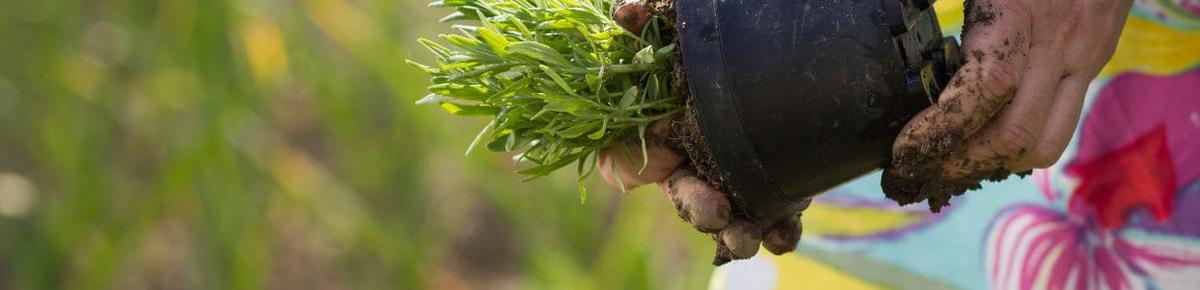 Nutrición adecuada Alimento para florecer