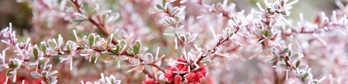Mulching Tu aliado en la proteccion contra el frio