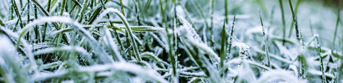 Agrupa las plantas Unión hace la fuerza contra el frío