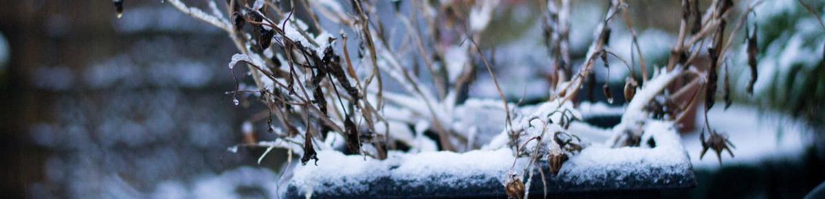 El arte del riego en invierno