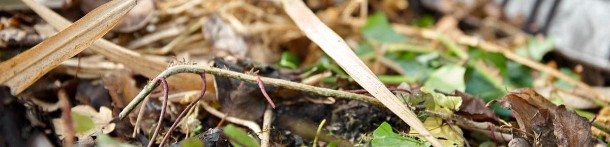 Como preparar abono organico en casa Una guia detallada