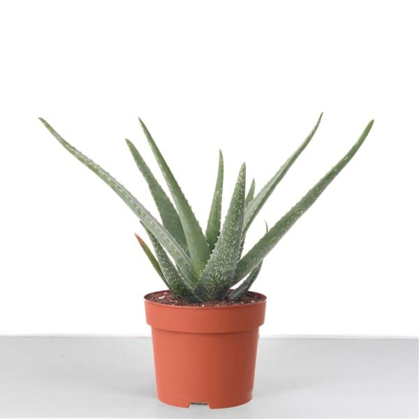 Comprar Aloe Vera planta
