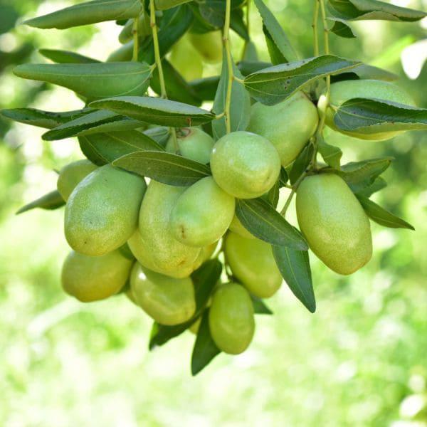 Jojoba