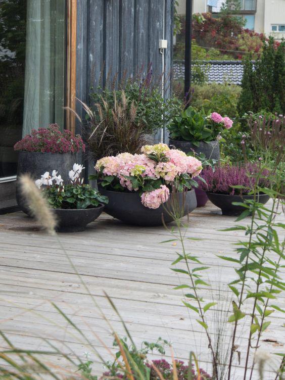 decoralinks - plantas que florecen en invierno