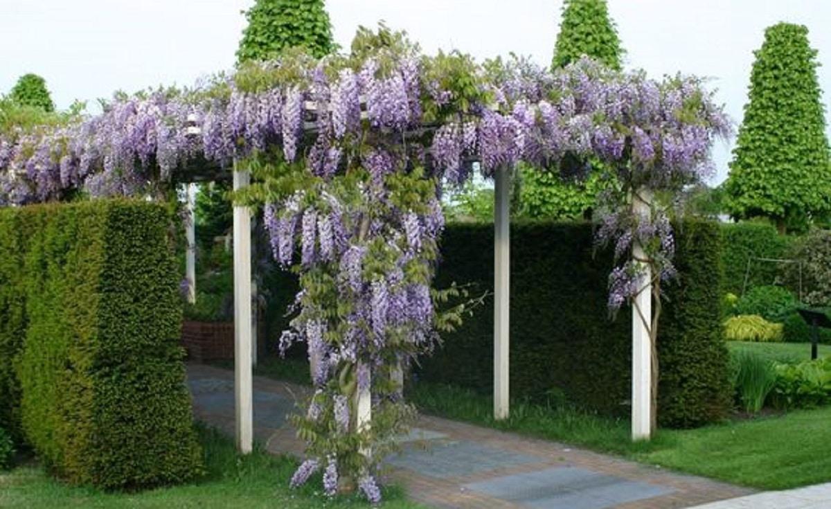 glicinia-en-pérgolas