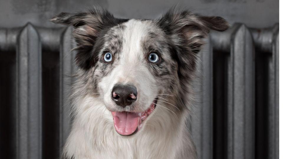 perro gris y ojos azules