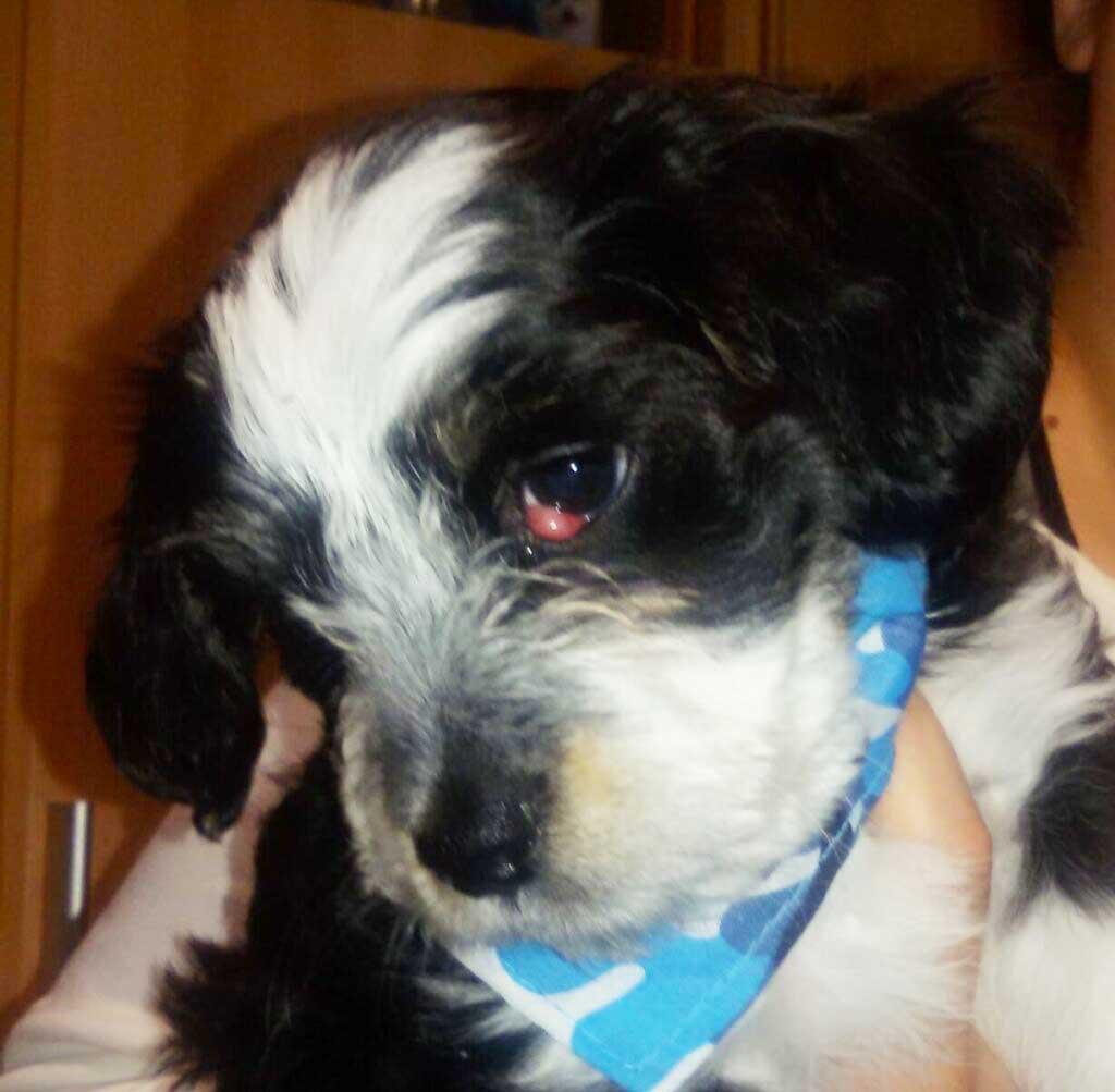 mi perro con ojo de cereza lleve a oreo al hospital veterinario de terrassa