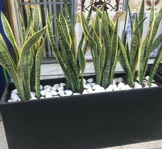 jardineras-con-piedras