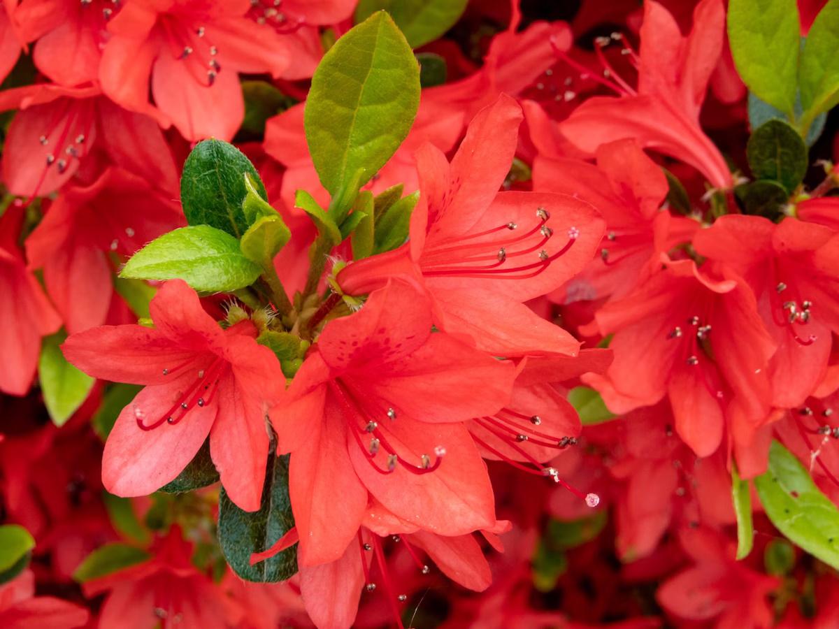 cultivar azaleas