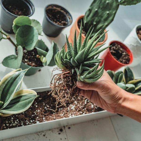 Cómo hacer que tus plantas en macetas duren más tiempo