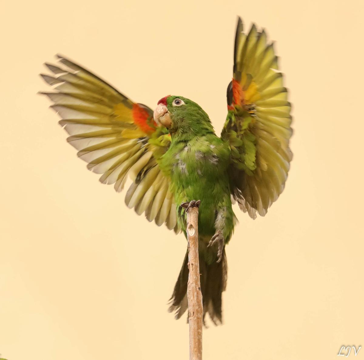 Perico Frentirroja o Psittacara finsch