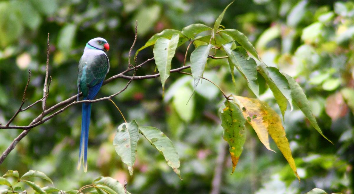 Cotorra malabar. Foto de Joseph Lazer.