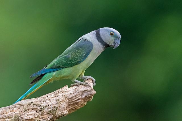 Cotorra malabar - Psittacula columboides