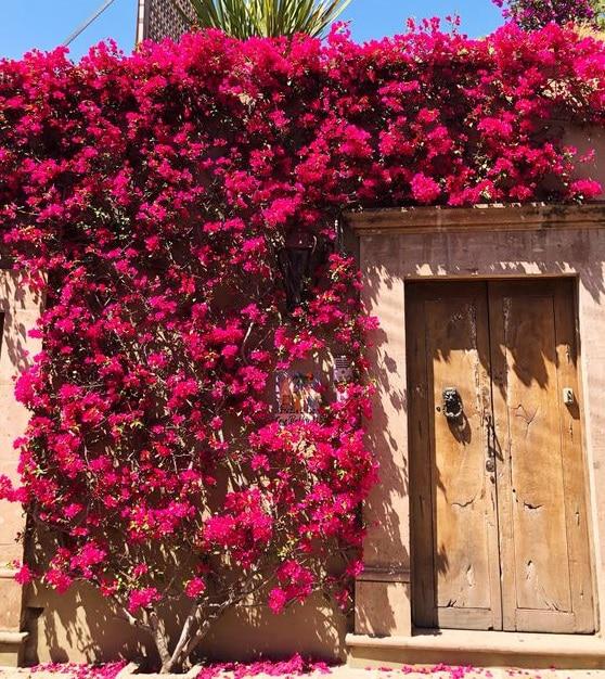 plantas-exterior-para-paredes-bungavilla