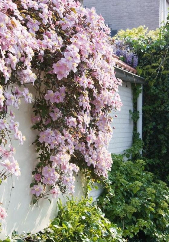 plantas-exterior-clemátide