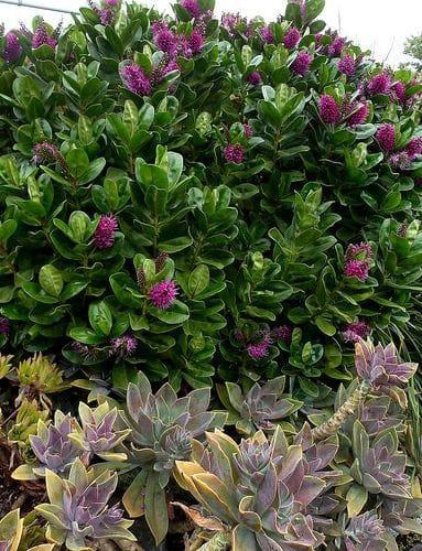 planta-de-exterior-hebe.