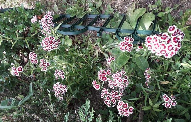 plantas-de-exterior-clavelinas