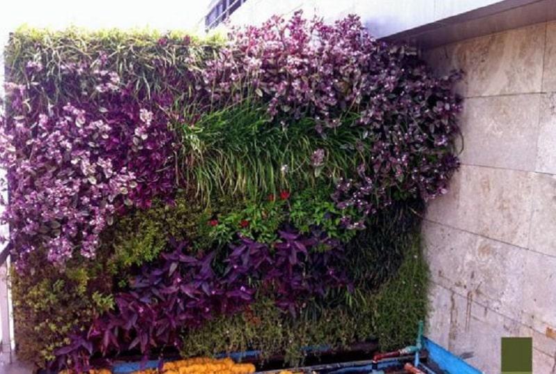 plantas-de-exteroior-paredes-beneficio