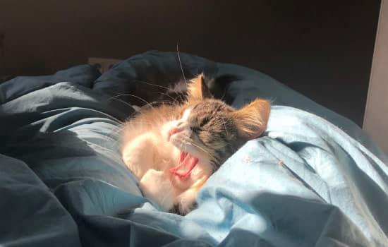 Por qué mi gato ronronea cuando duerme conmigo