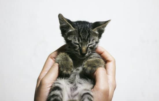 Por qué mi gato ronronea cuando duerme conmigo