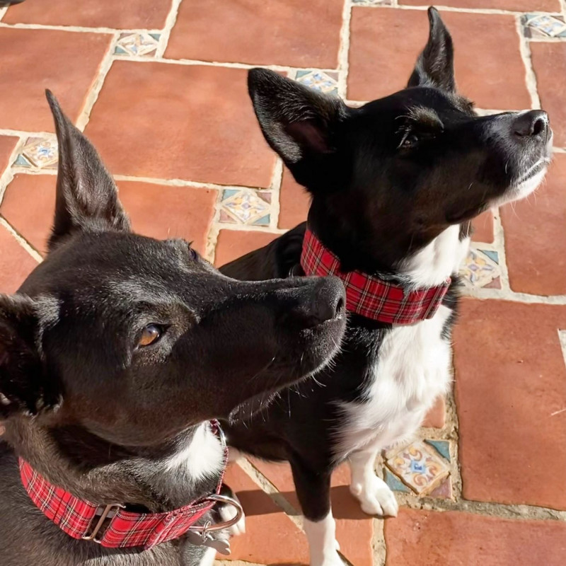 collar o arnés perros negros con collar anti escape rojo