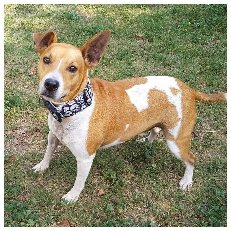 collar o arnés, perro con collar de cierre de clic de calaveras