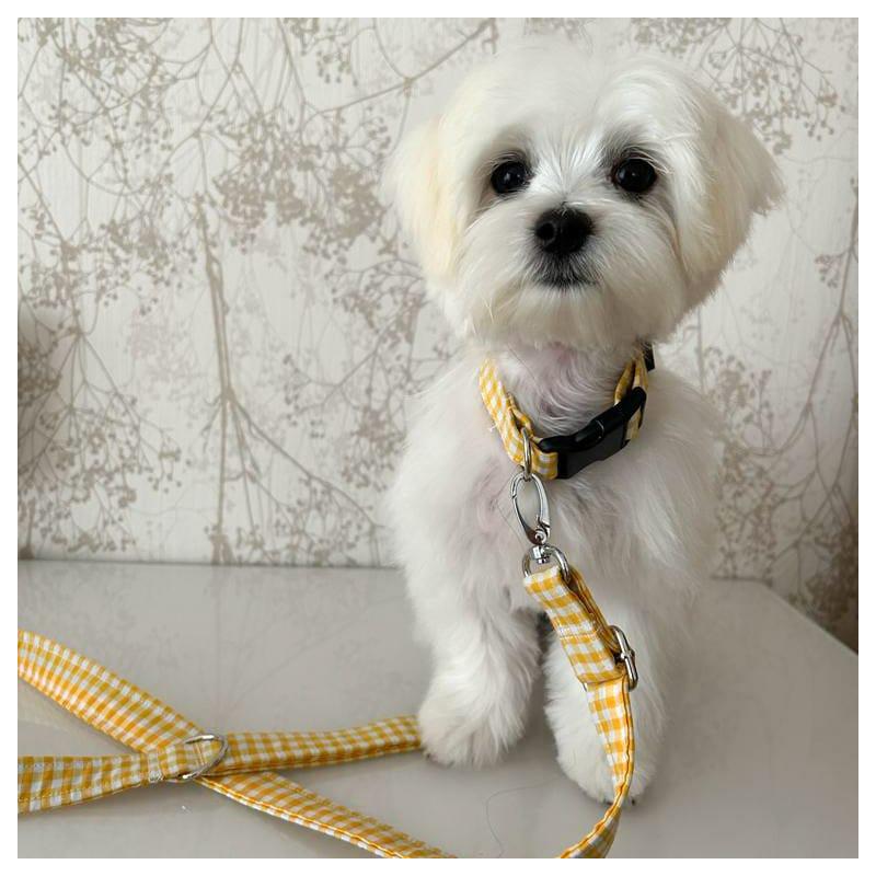 collar o arnés, maltés con collar amarillo