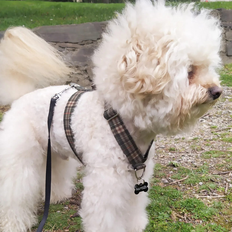 Arnés anti tirones de 2 puntos