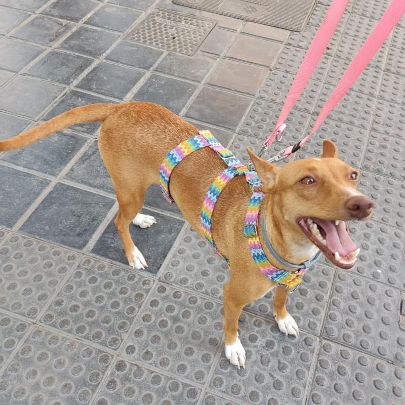 Arnés anti tirones de 3 puntos