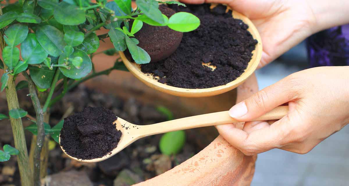 Posos de cafe y plantas