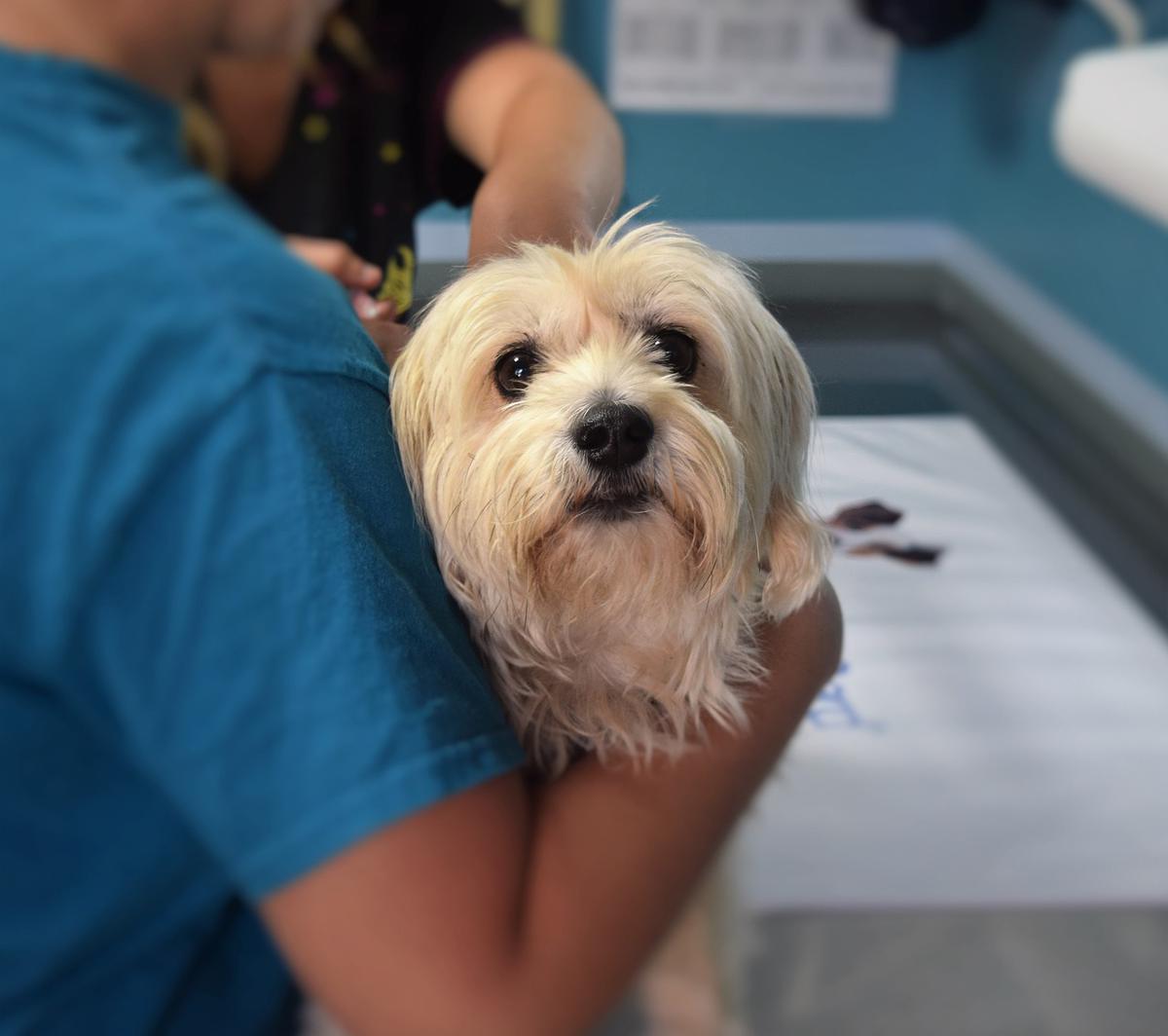 Vacunación en perros: salud de mascotas - Petmondo