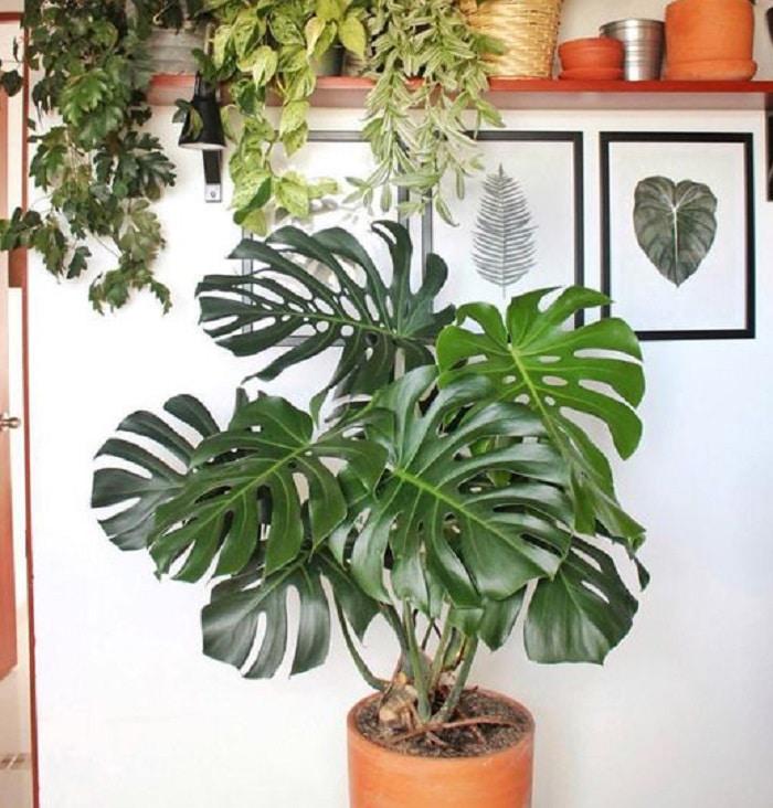 plantas-artificiales-monstera-de-seda