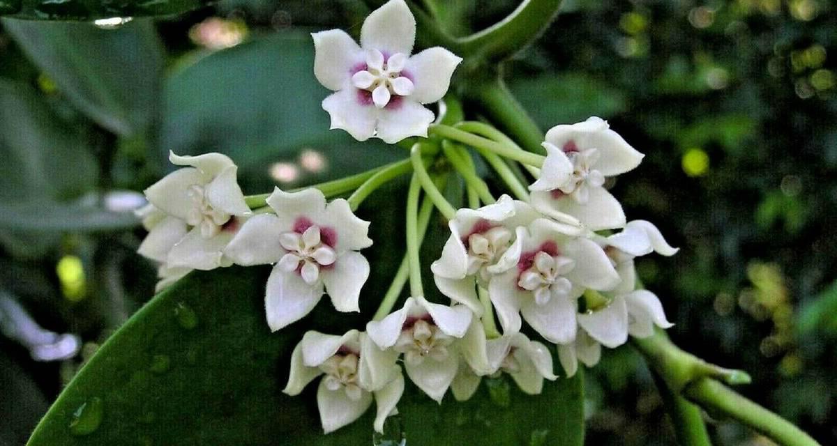 Floracion de Hoya australis