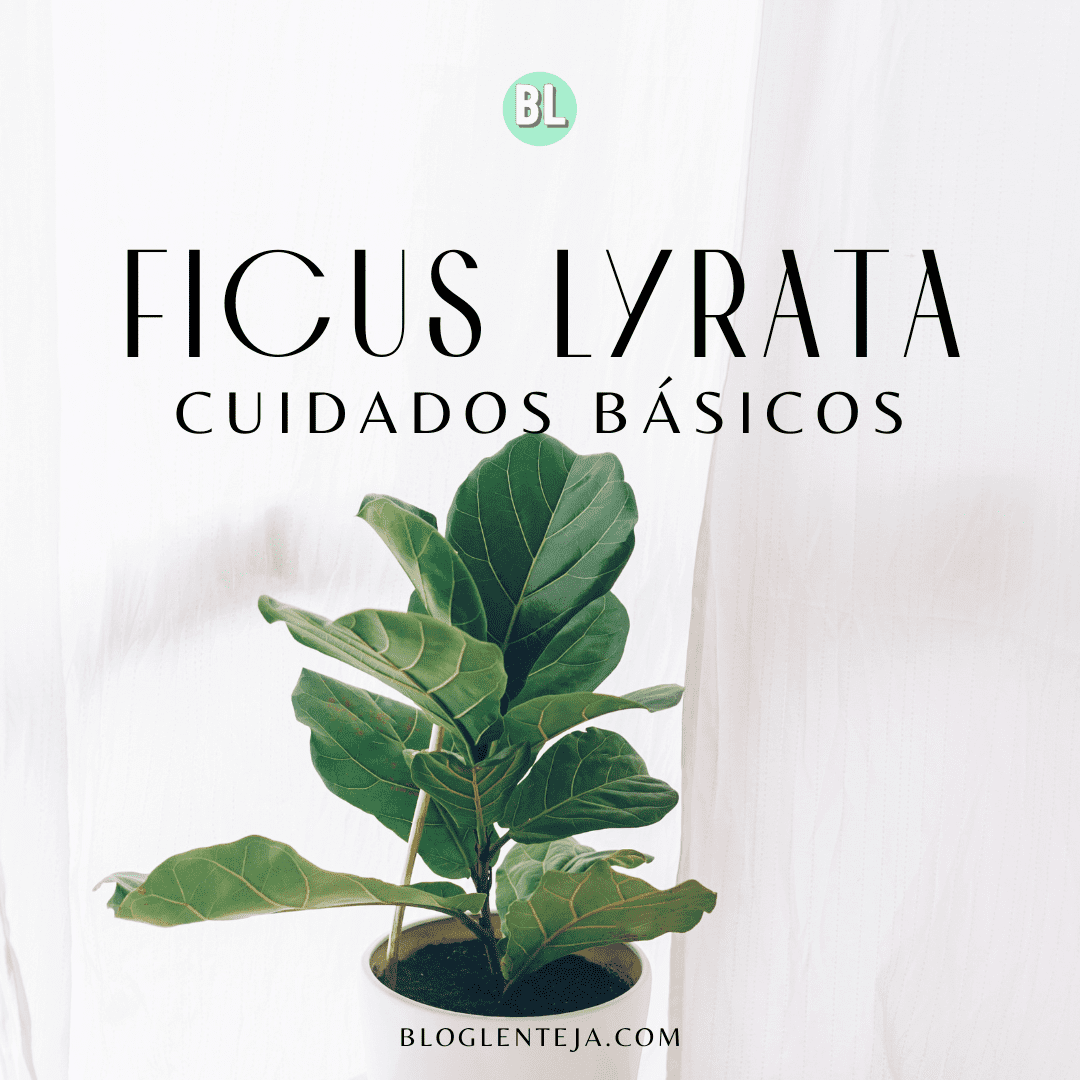 Cuidado básicos: Ficus lyrata