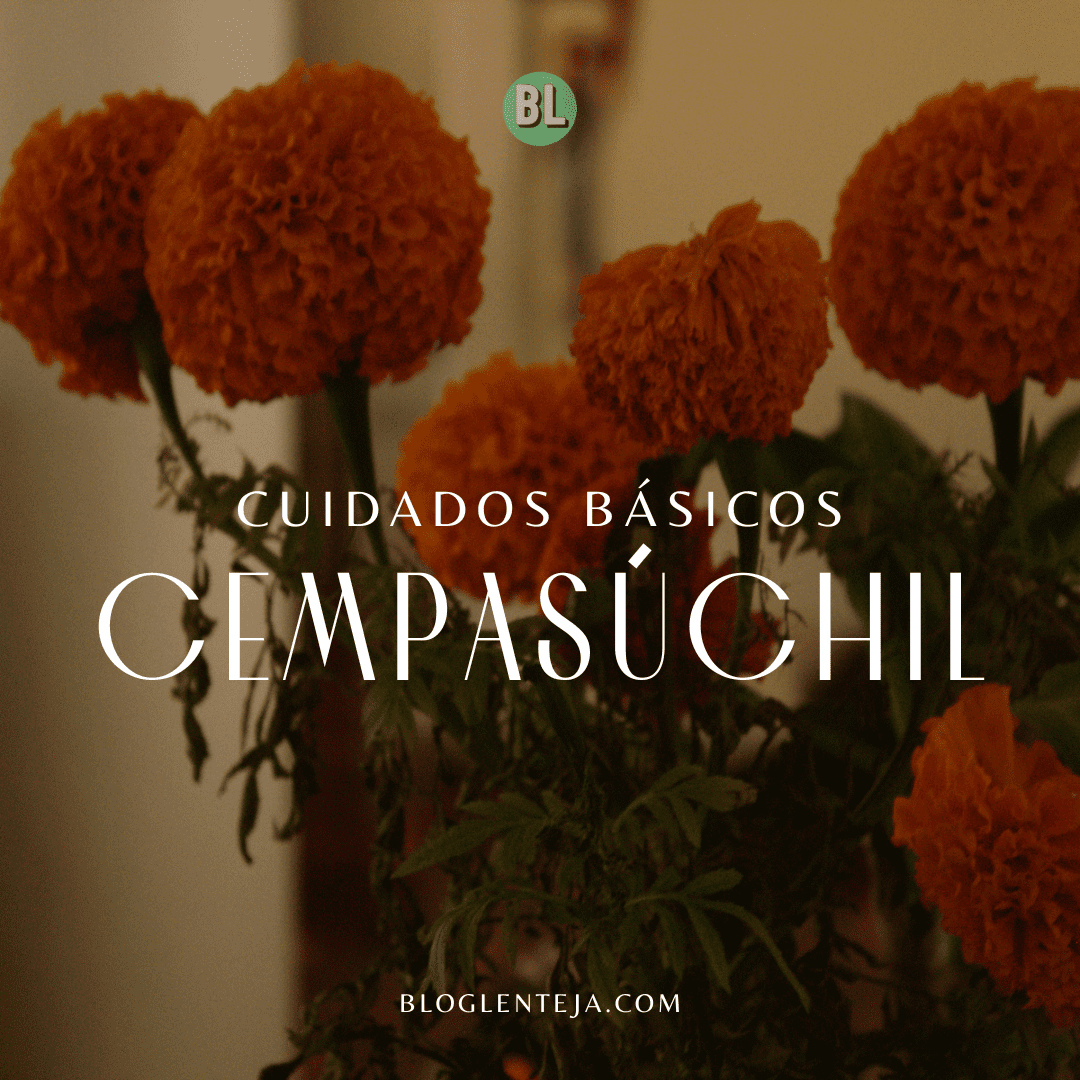 Cuidados básicos: Cempasúchil
