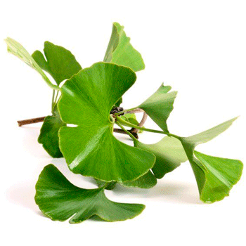 Gingko Biloba