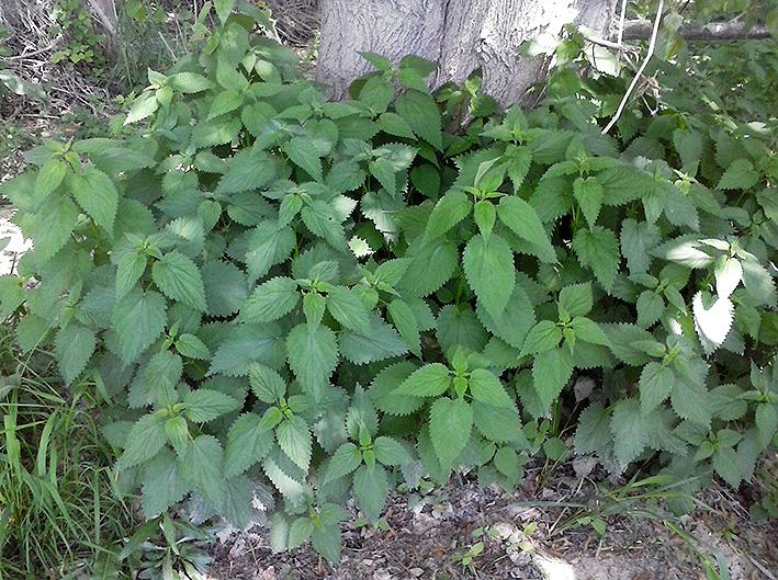 ortigas para hacer purín de ortigas