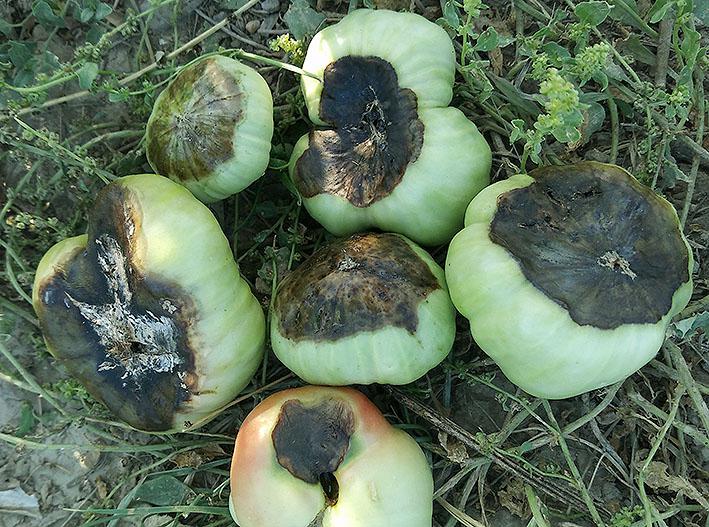 podredumbre apical tomates