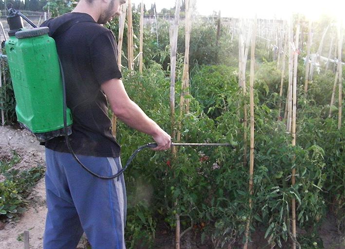 aplicación de purín de ortigas en tomates