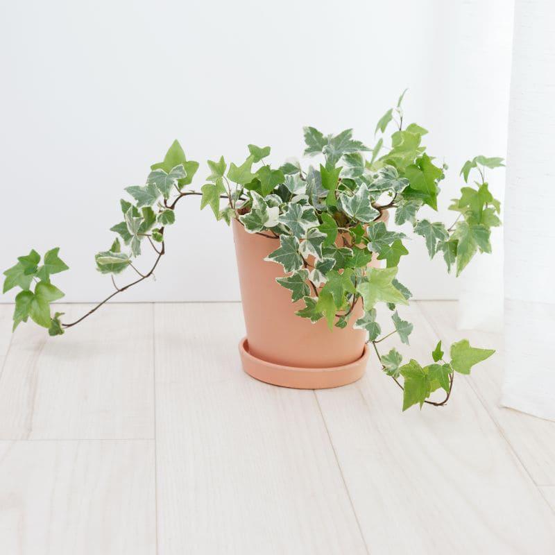 Comprar hiedra online