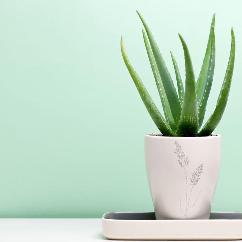 Comprar aloe vera online