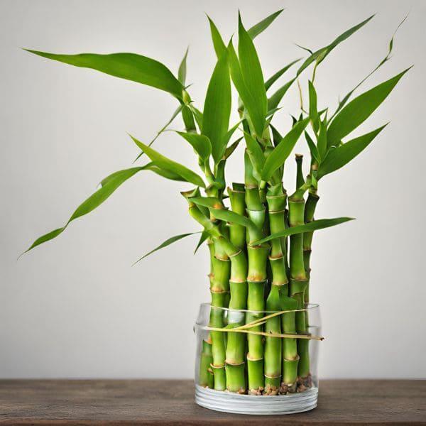 Bambu de la suerte Dracaena sanderiana