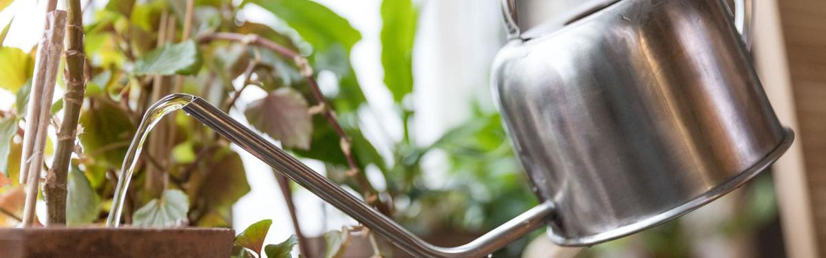 Riego Excesivo o Insuficiente