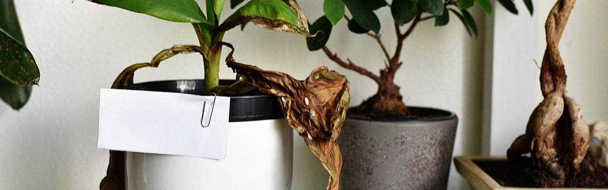 No Prestar Atención a las Señales de las Plantas