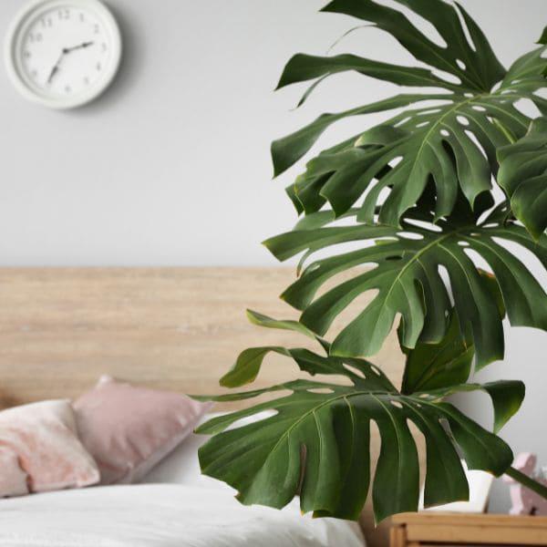 plantas para mejorar la calidad del sueño