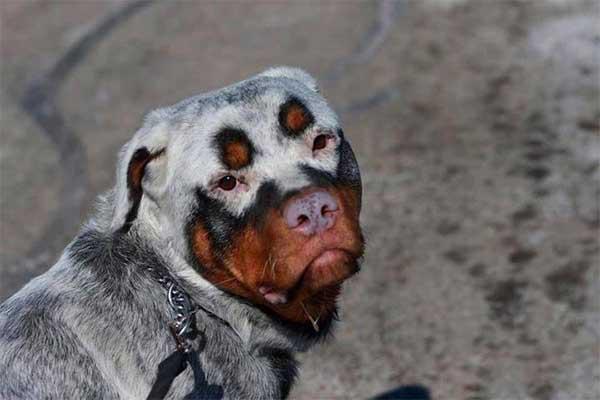 perro con vitiligo
