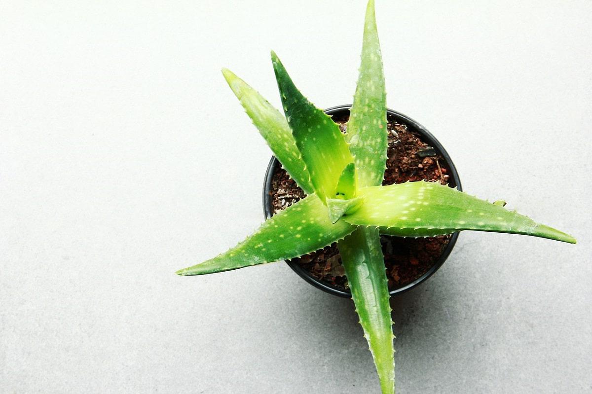 aloe-vera-maceta.